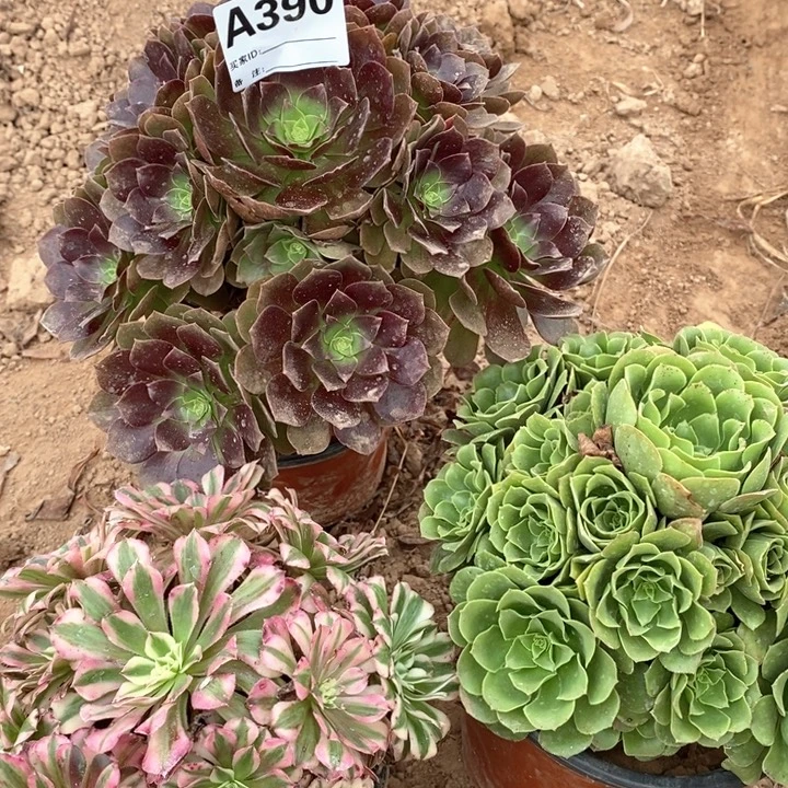 无花朵390赤闫连绿洋绒红铜白多肉植物