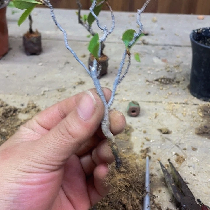 无花朵海岛春花熟桩拖土发