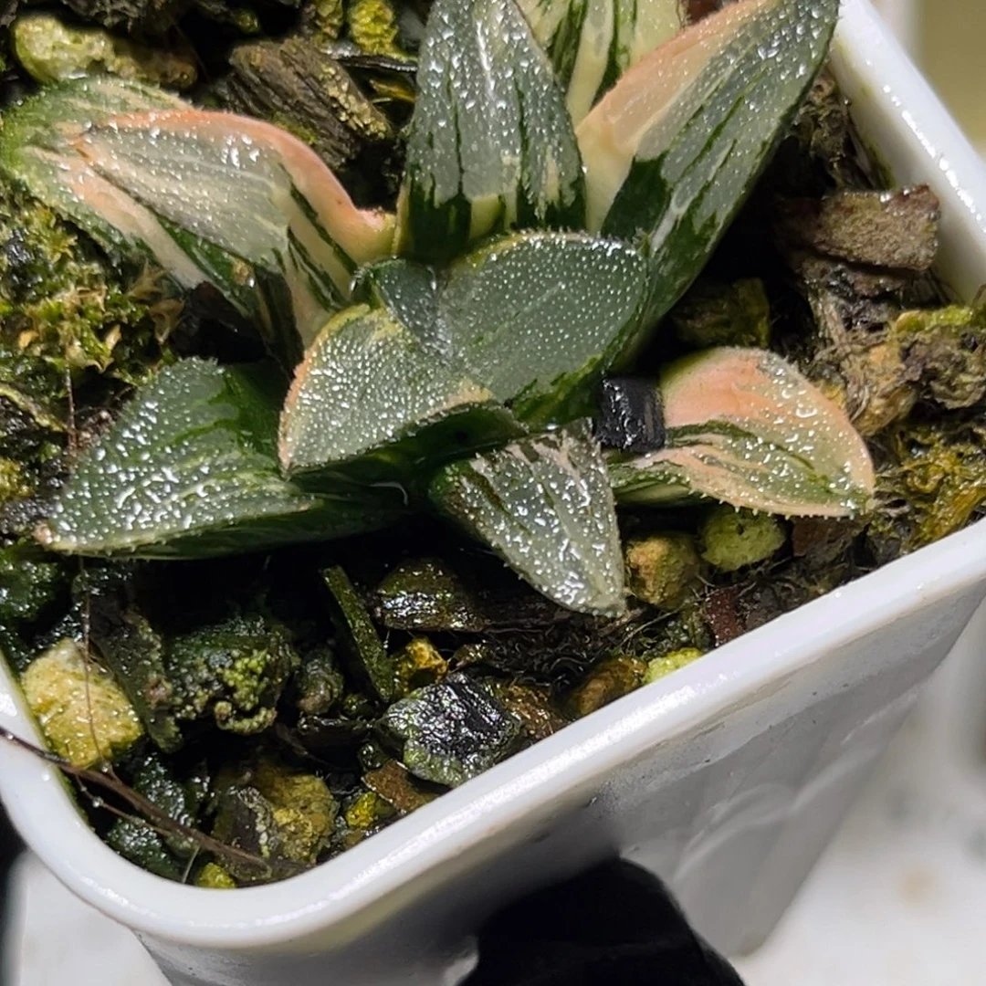 十二卷多肉1471克锦