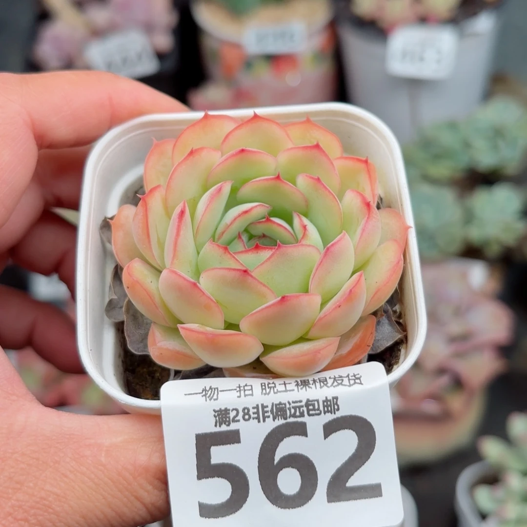 草莓冰无盆土发货