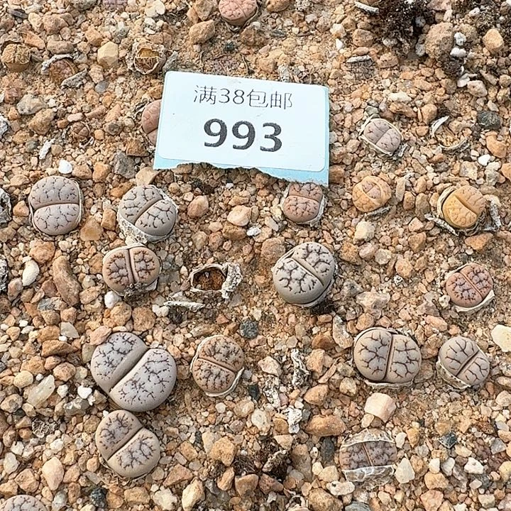 姜*条993清框特价向日葵