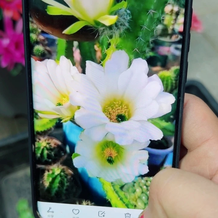 36白美花角2个班歪无根侧芽4公分左右20包邮