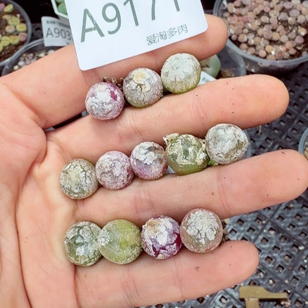 9171––零下地区需拍保温箱