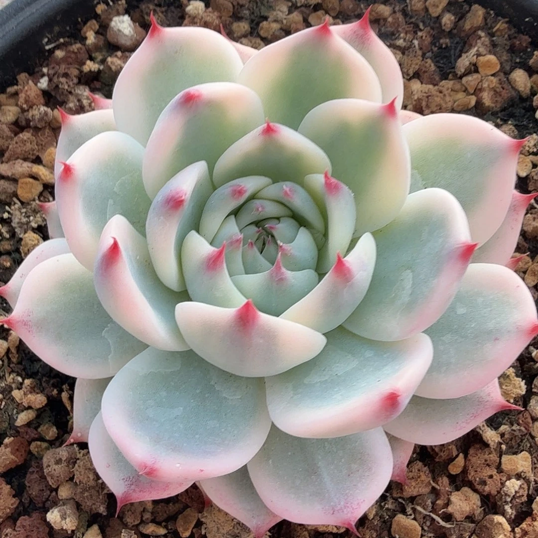 吉娃娃锦，多肉植物。