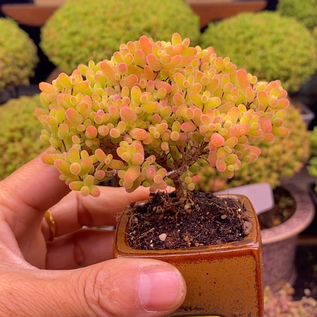 无花朵蜜橘195。