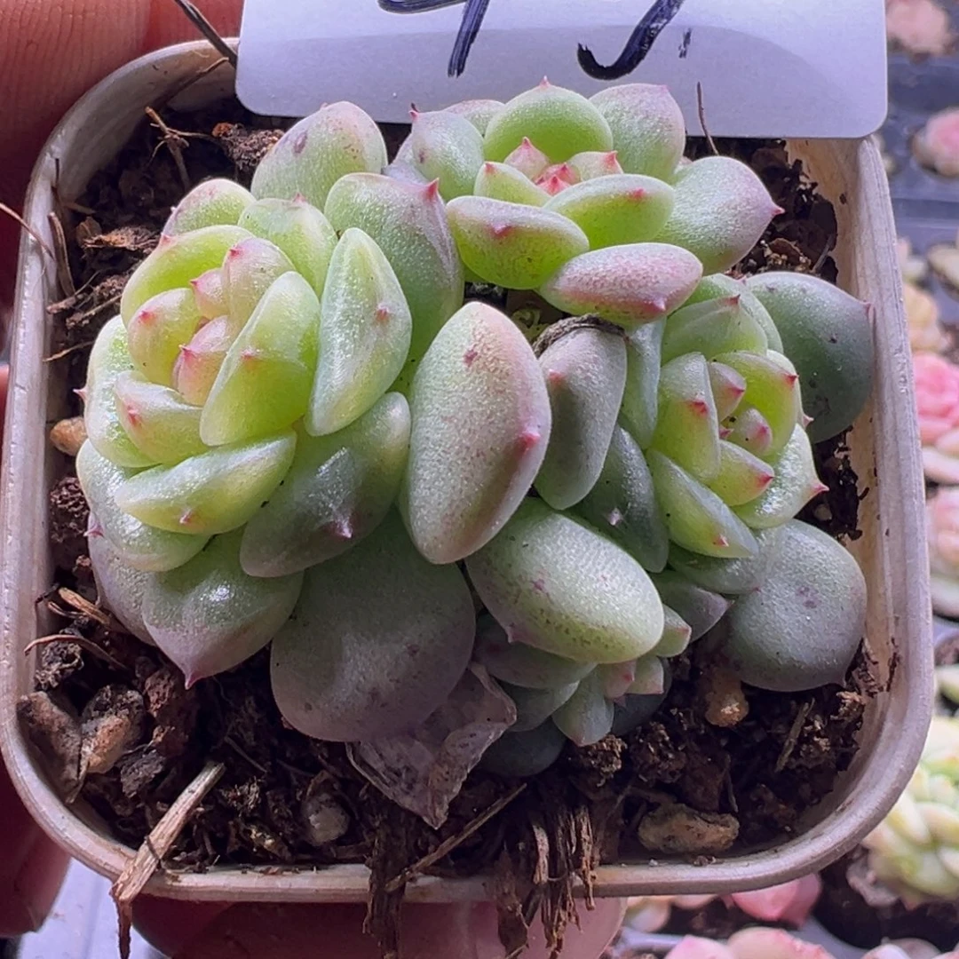 糖心多肉一物一拍4