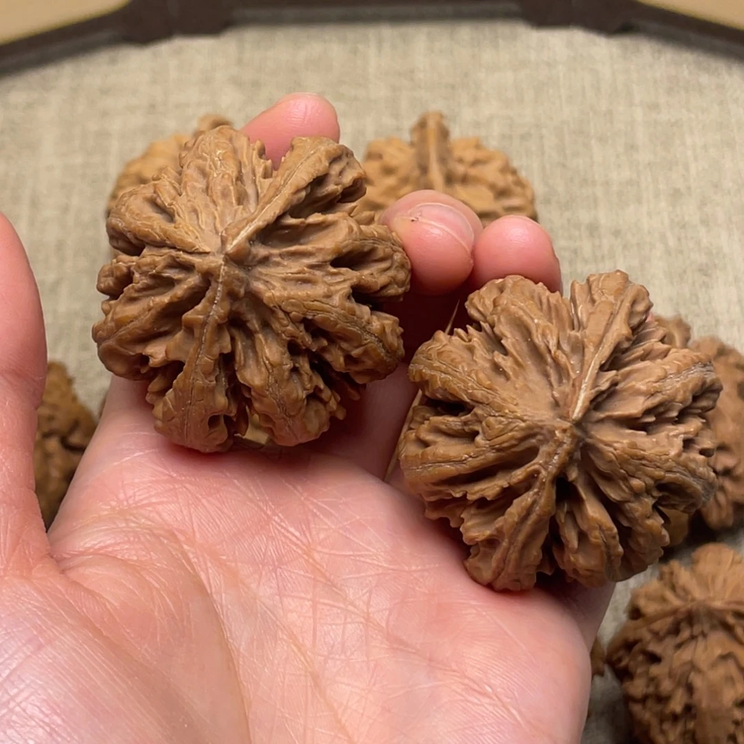 高***板核桃秦岭核桃55号