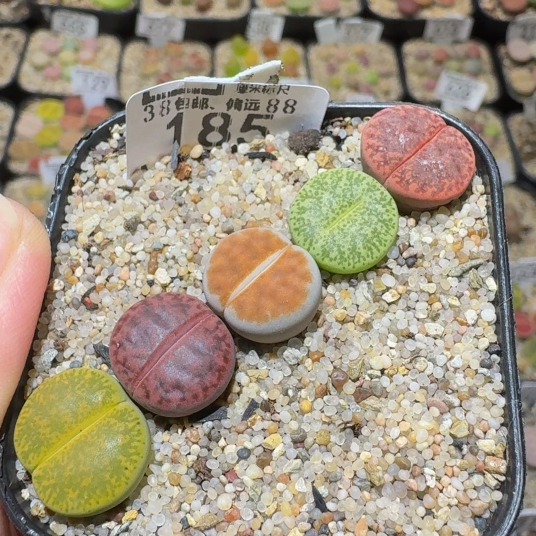 Ssss精品生石花185