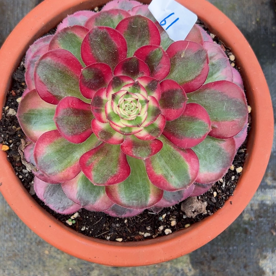 61鸿运炖肉植物洗衣