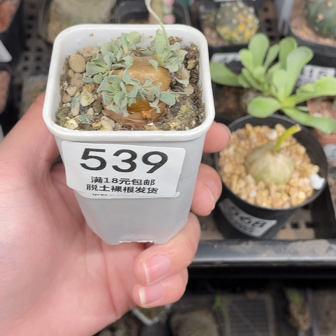 格加厚盾菊（满18包邮）