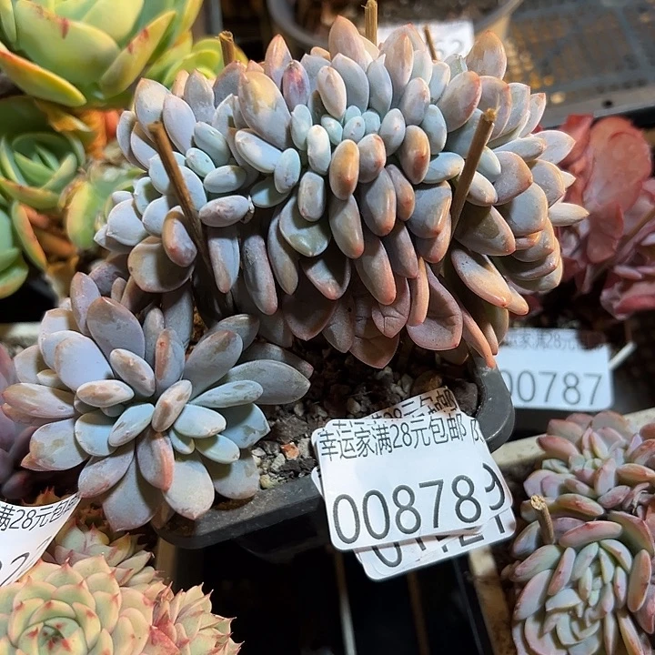 幸运的是我还在努力地生活