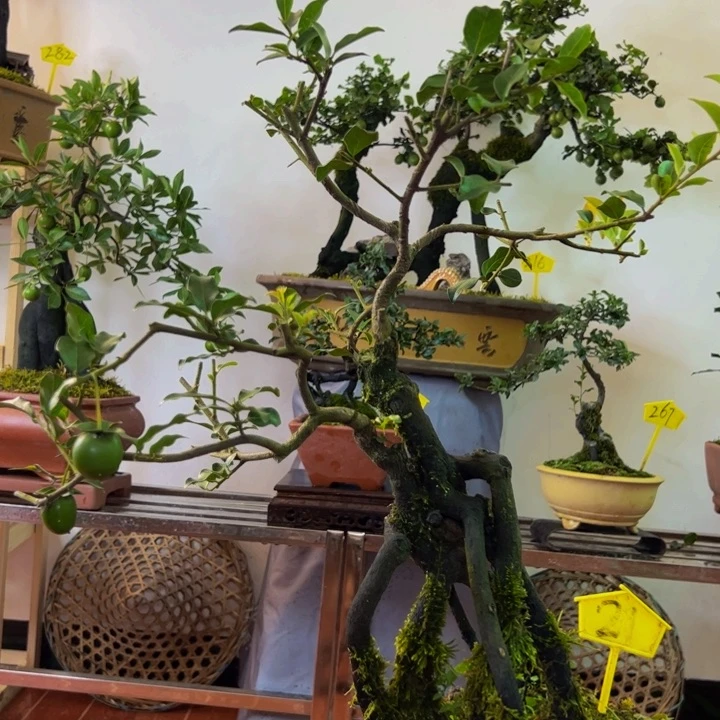 完全开放金弹子盆景一物一拍