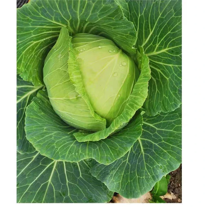 【全店任意满5包包邮】绿妃甘蓝种子蔬菜
