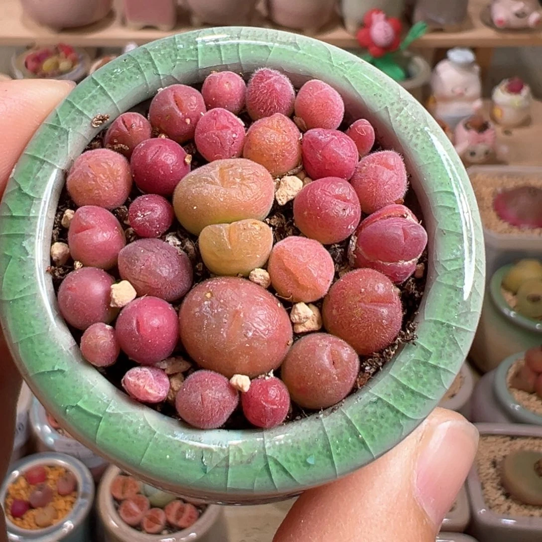 多肉植物63号毛翠滴