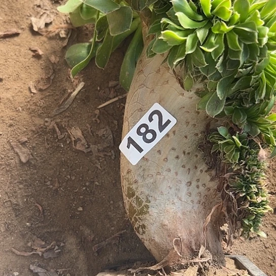 嫦***姐多肉植物一个原始绿