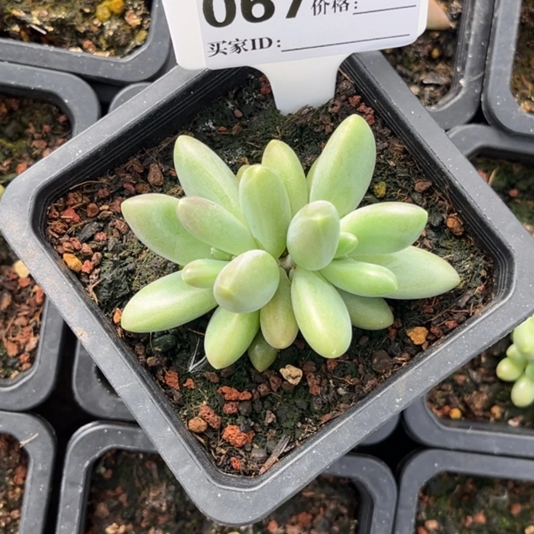 黛蒙德小苗多肉植物67
