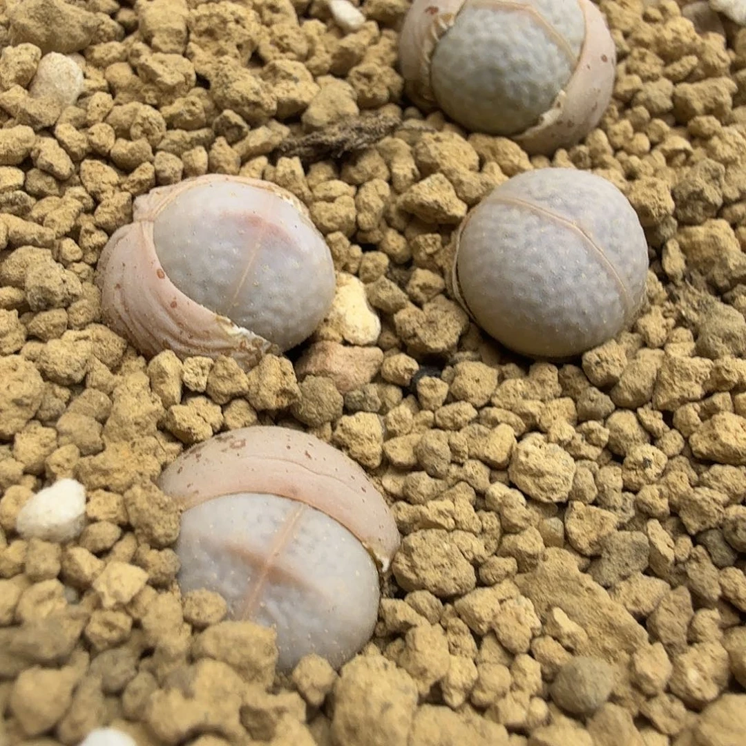 是一个不想被爱包围被宠爱036好