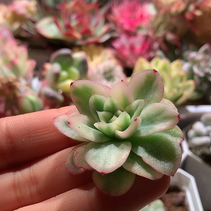 玉杯东云锦腹轮锦