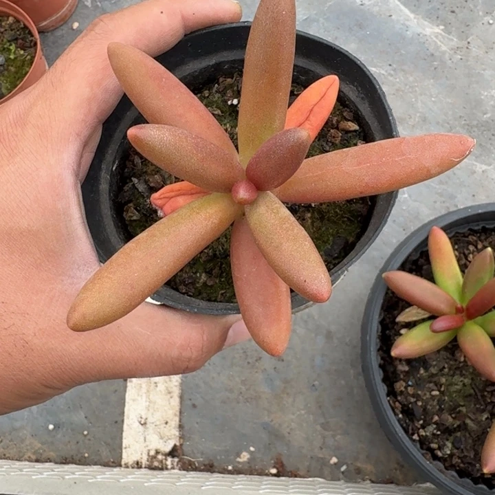 椰子树 单头 一物一拍