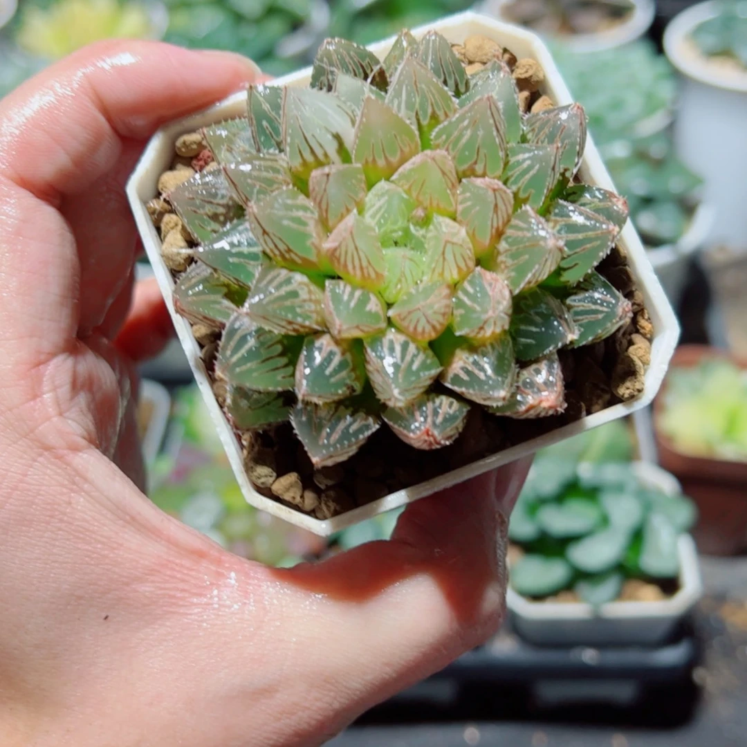 【闪购商品】楼兰玉露