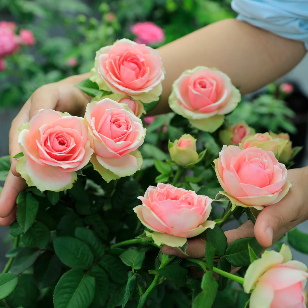 惠惠的花园灌木月季 新星 塑料花耐晒耐雨淋花期长阳台庭院盆栽