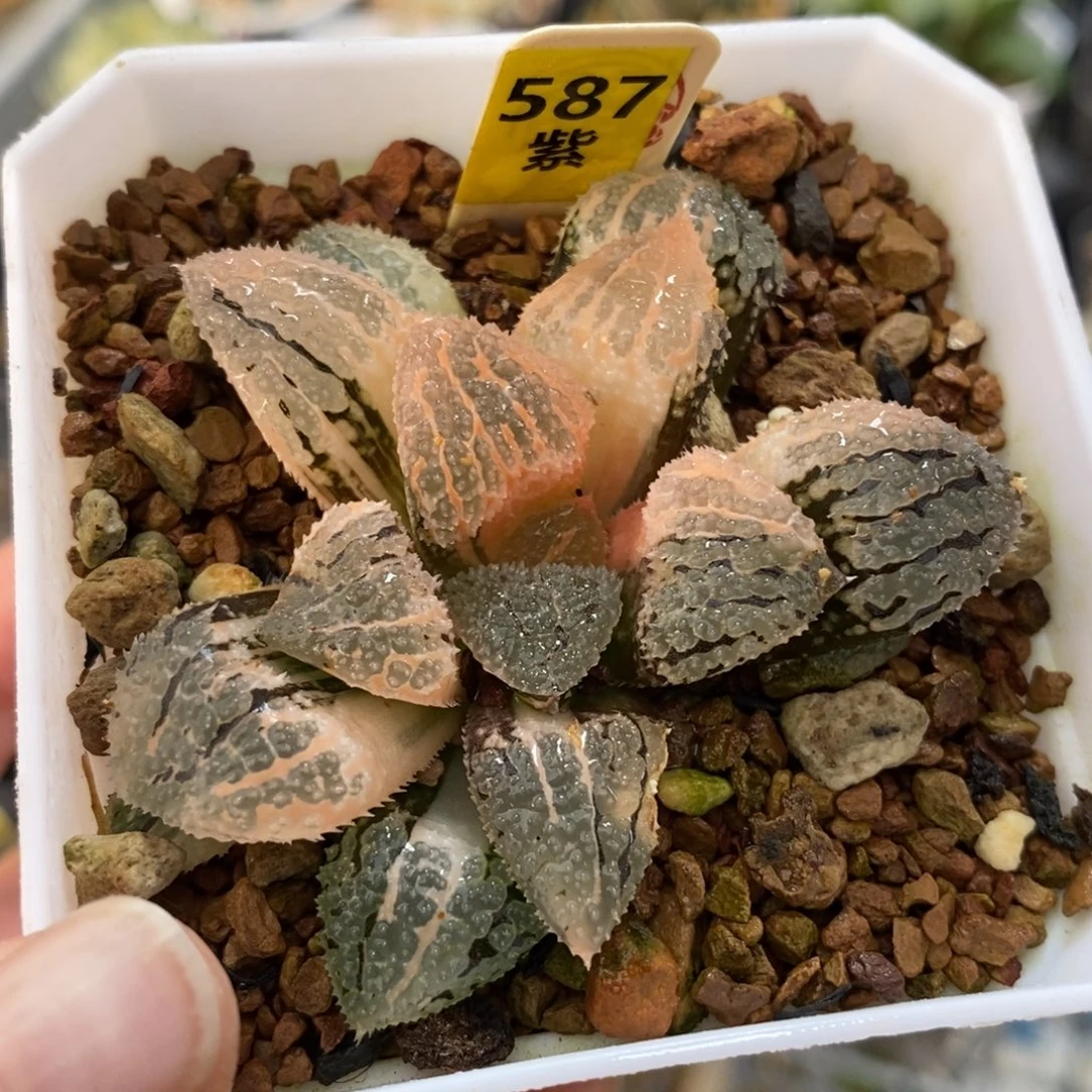 587具味城寿锦一物一图
