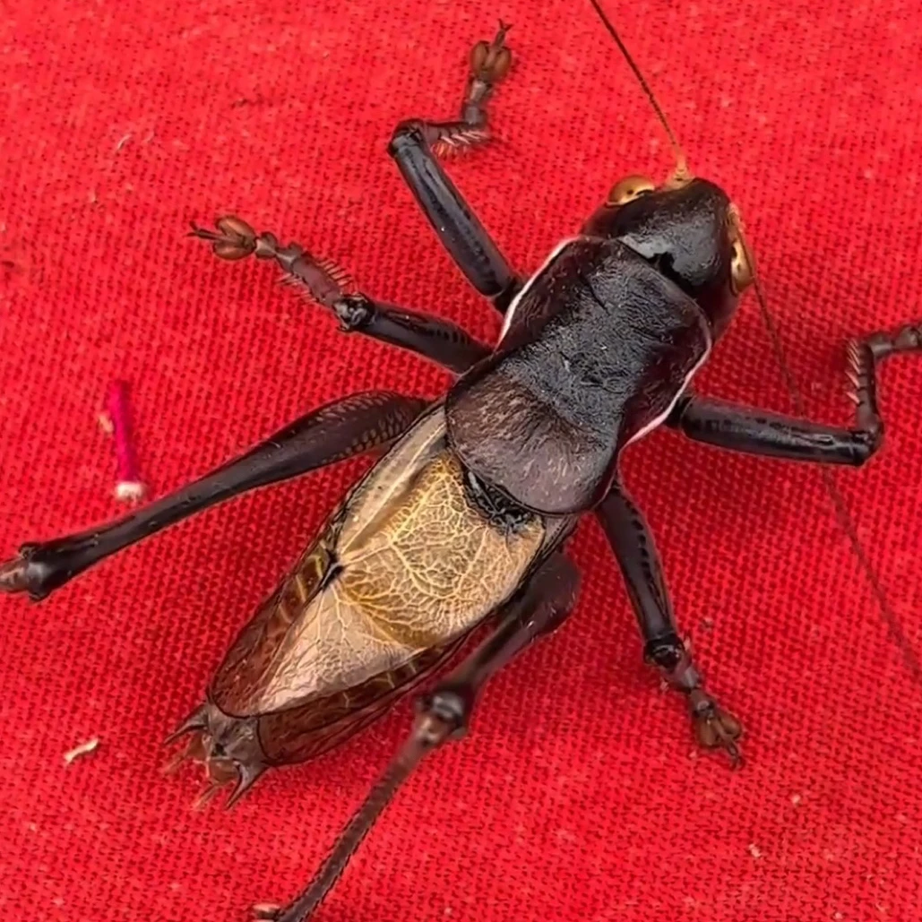 普通药叫蝈蝈 路上不包须子 签收拍完整开箱视屏 没有视屏不售后