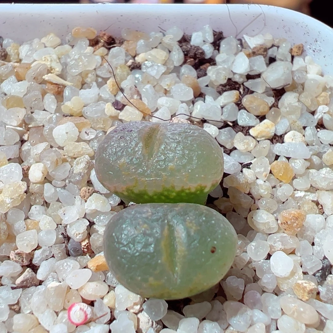 1205-727多肉多日