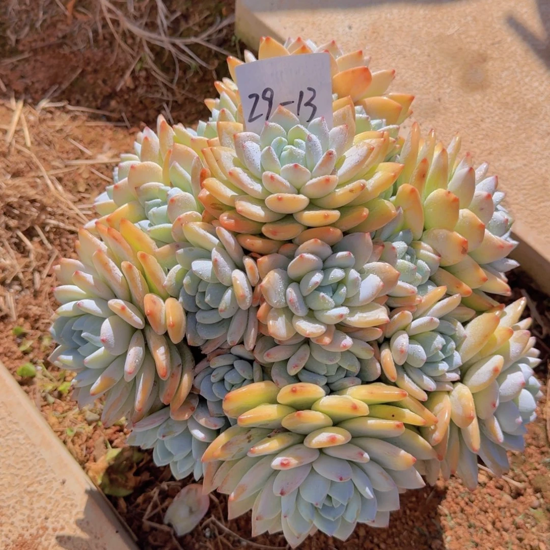 天***灵2913冷香多肉植物