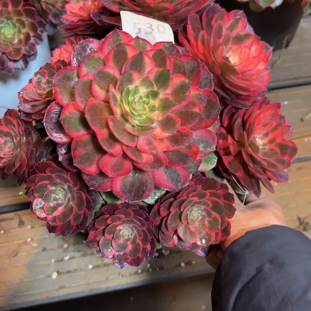 完****?530多肉植物黑膜锦