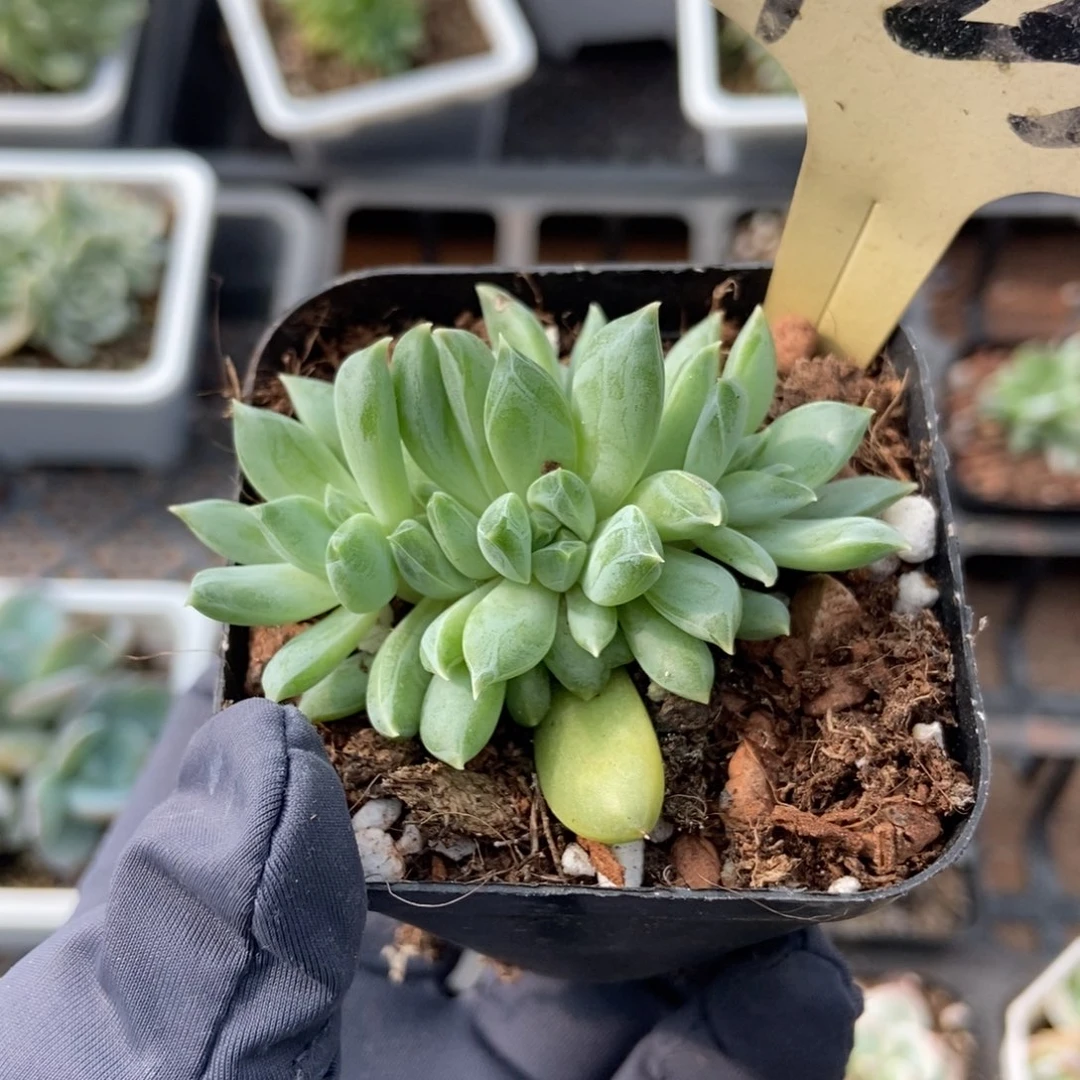 7233牵手杂多肉植物保护