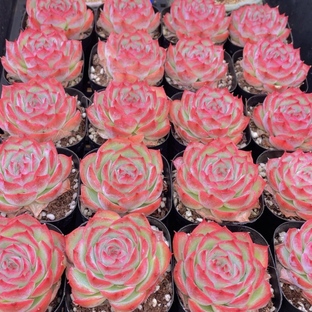 量拍37号 玫瑰花粉侧影单头一个