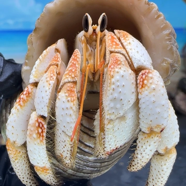 A16-2.7口白毛球毛球
