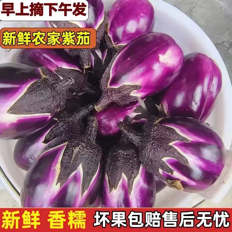 湖南本地农家新鲜大秋茄子紫色皮茄圆老品种鲜嫩软糯露天当季蔬菜