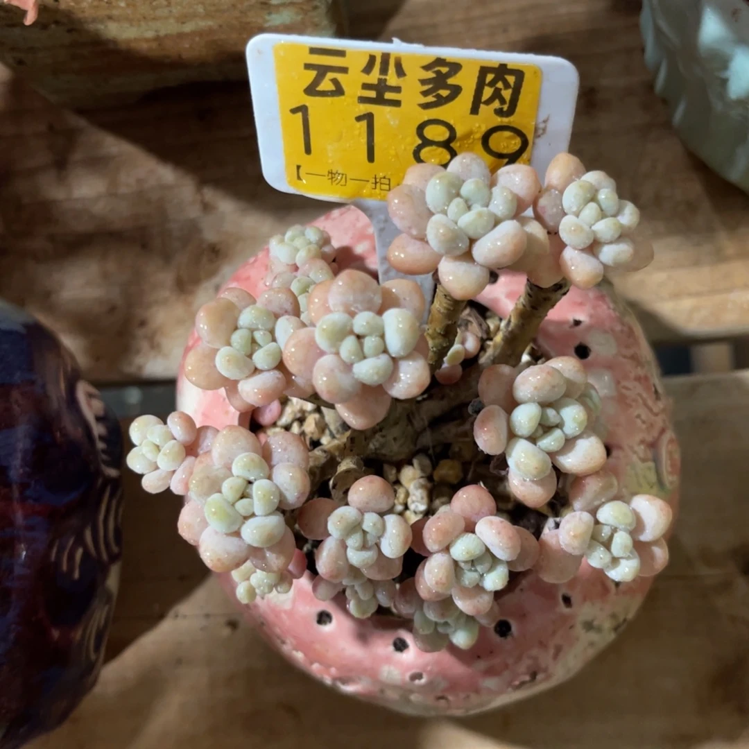 云尘多肉一物一拍不含盆1189