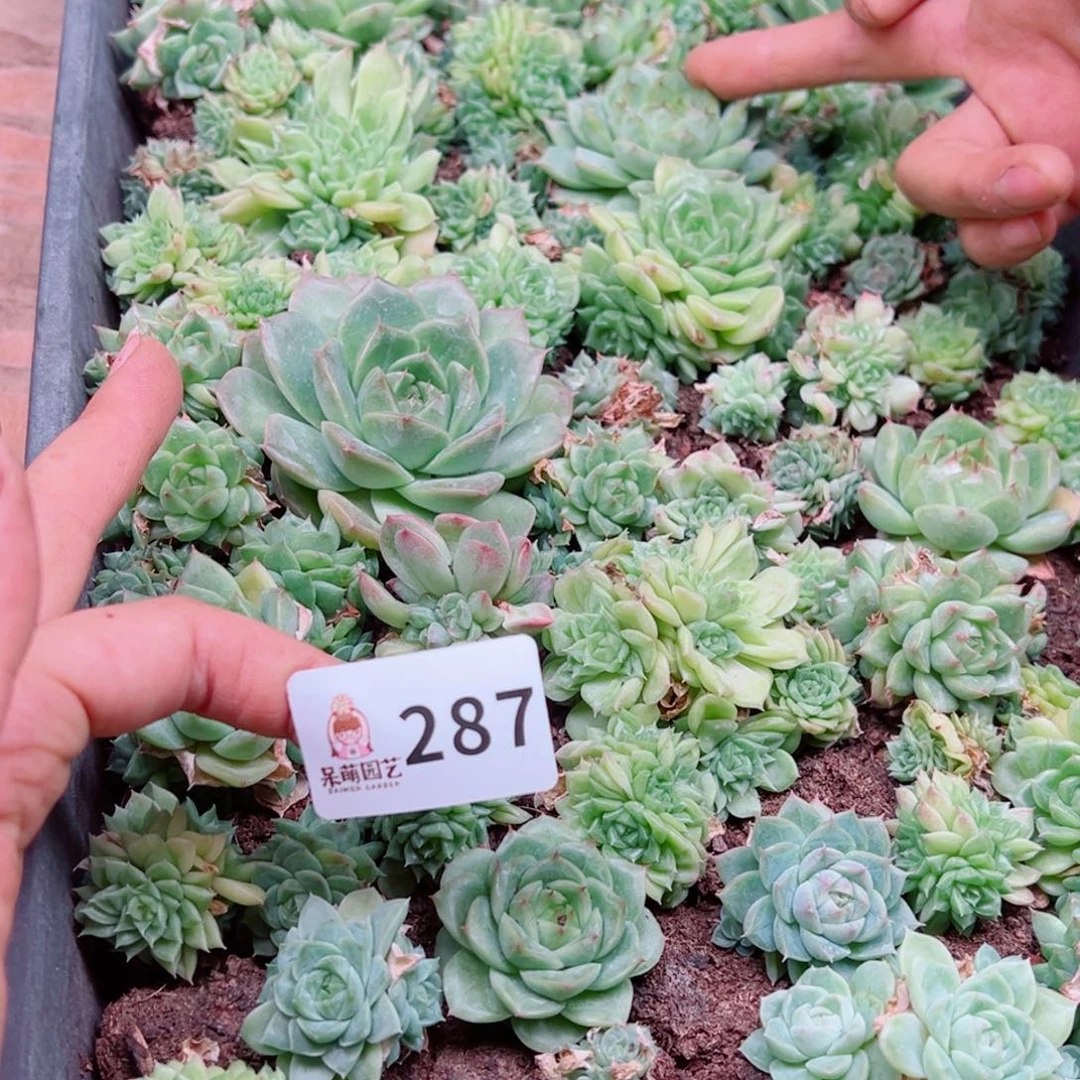 木***易多肉植物多肉植物