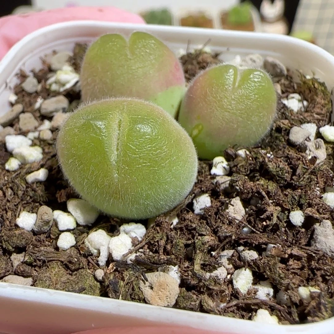 肉锥多肉植物组合-长毛翠滴1773有疤