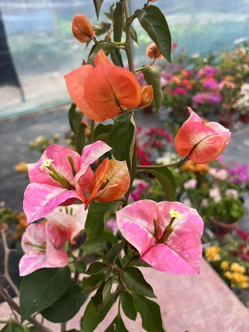 [一物一拍]三角梅花卉勤花开花机器