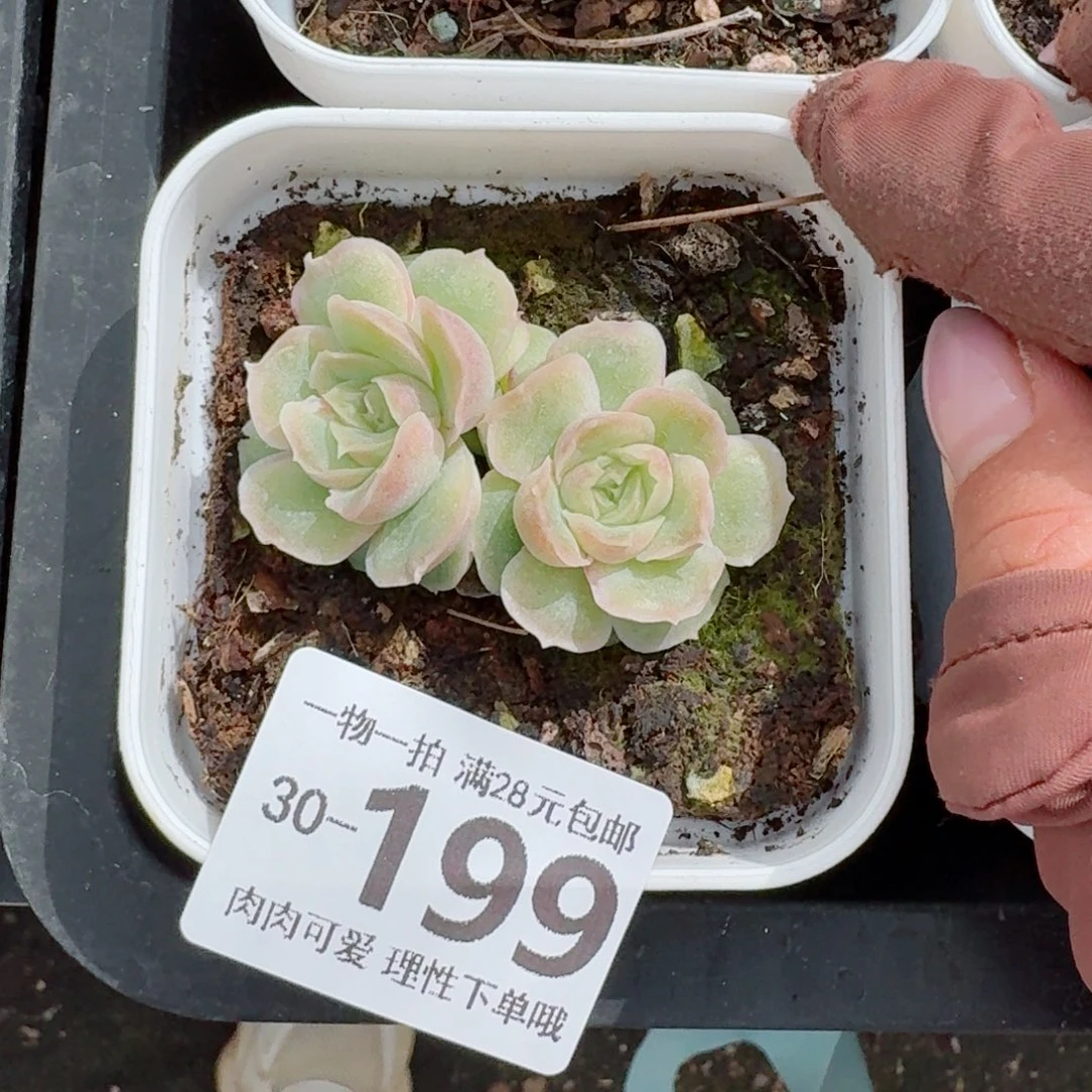 水晶虾饺无盆土发货无盆土