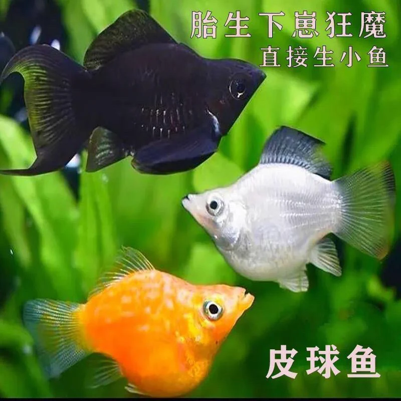 【临产种鱼】精品大孕肚玛丽鱼好养小型热带胎生观赏鱼淡水鱼皮球鱼
