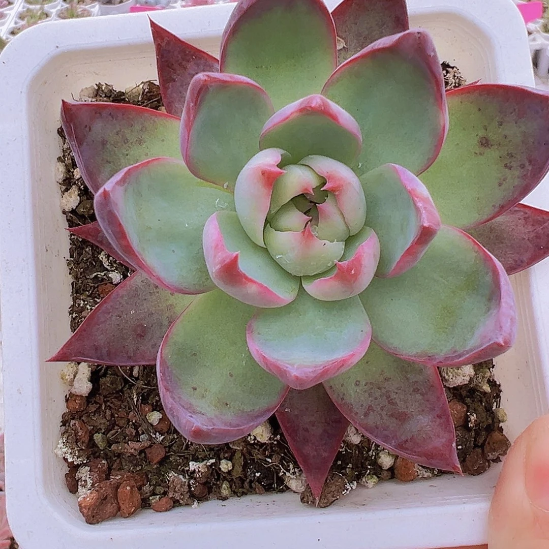 大惊鸿19包邮多肉植物