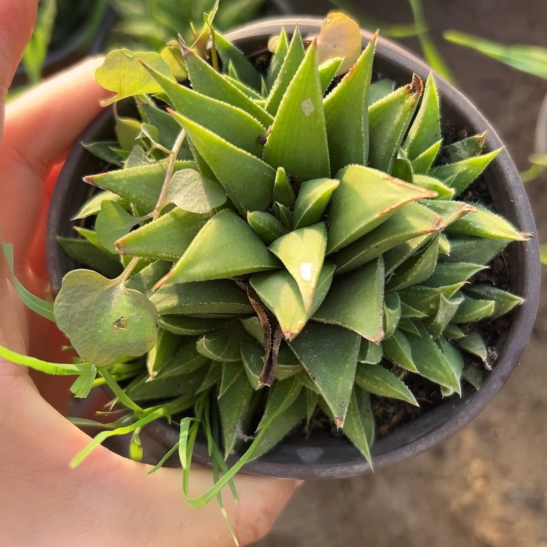 杜呃呃呃呃呃呃呃呃呃