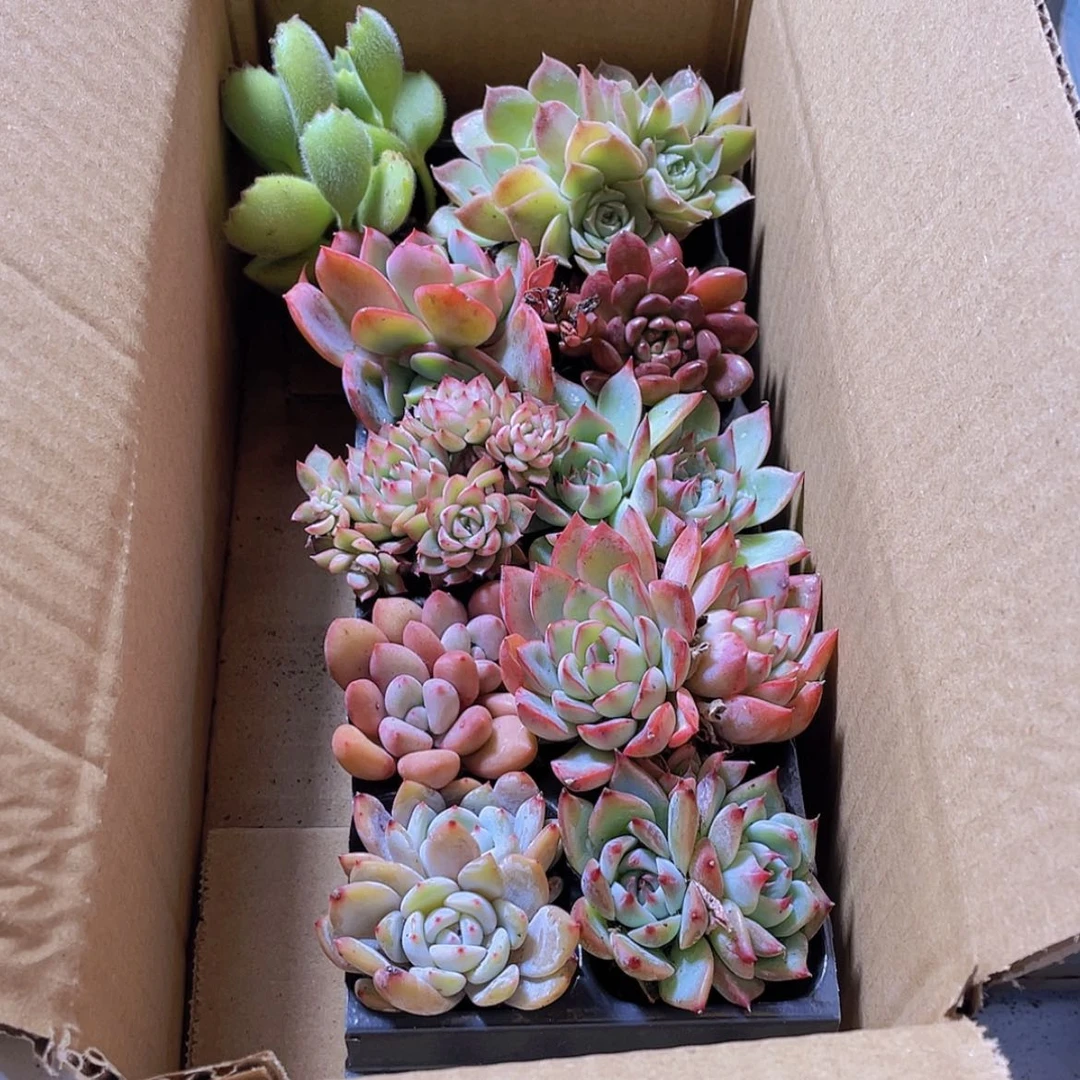 【闪购商品】10颗-3