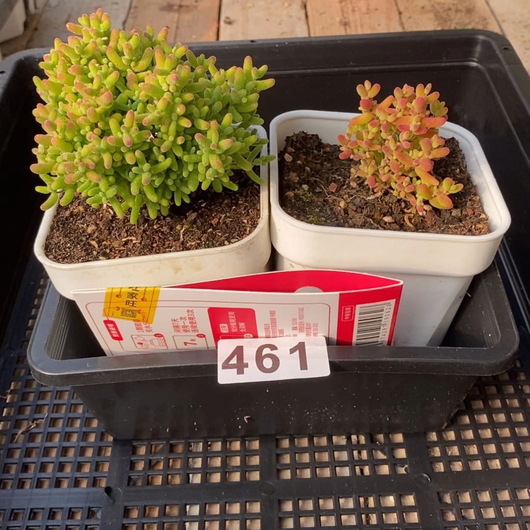 枝干番杏多肉植物461