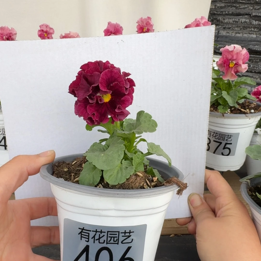 无花朵406号角堇