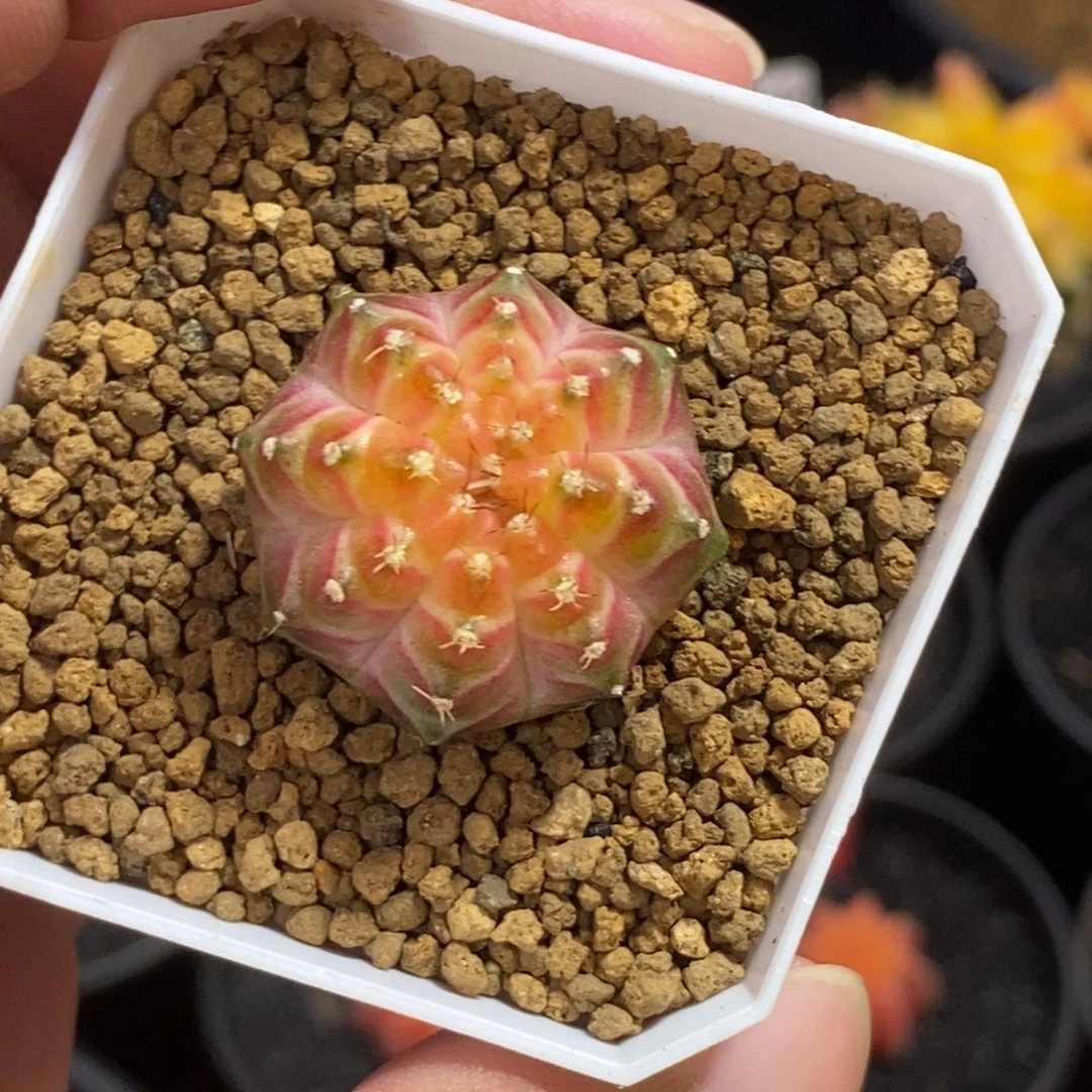 实生轮回—带盆土发货6