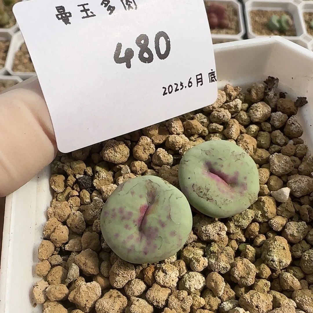 麻***薯多肉多肉多肉6.29-480