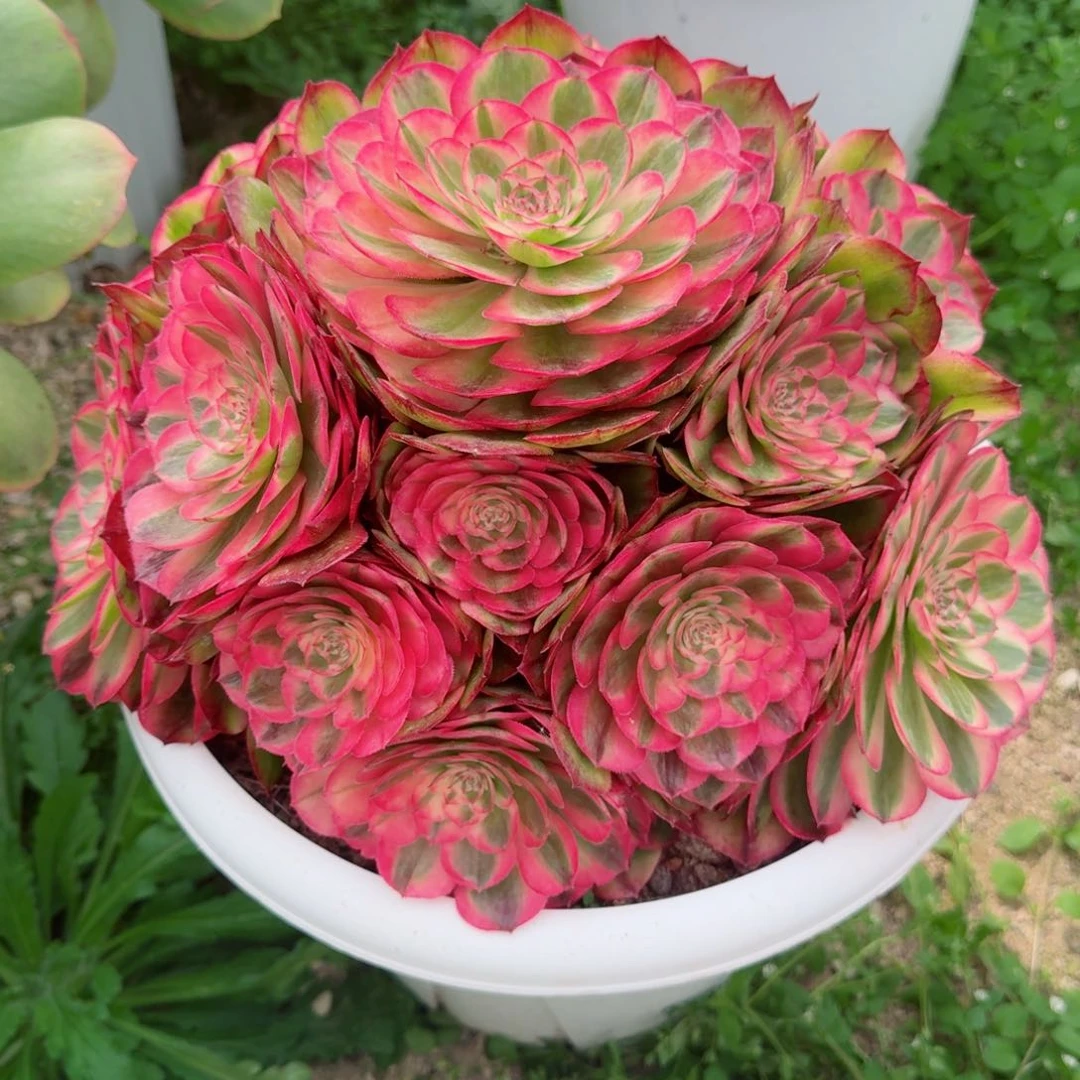 ━****━多肉植物发货发货