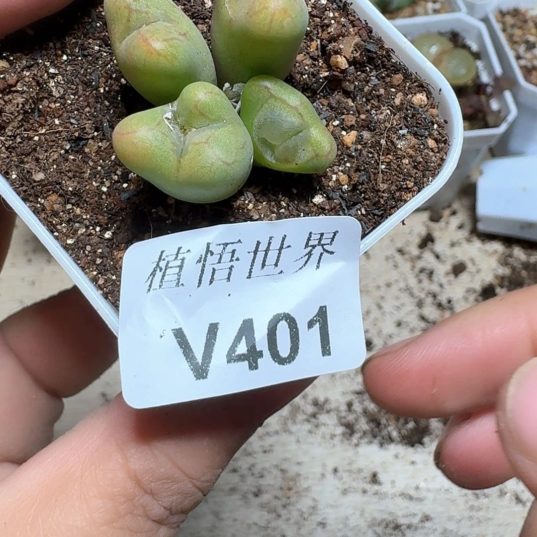 401号多肉植物哇c v