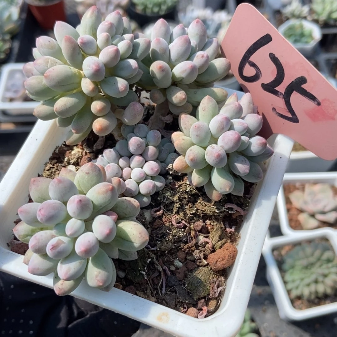 625婴儿手指多肉植物保护